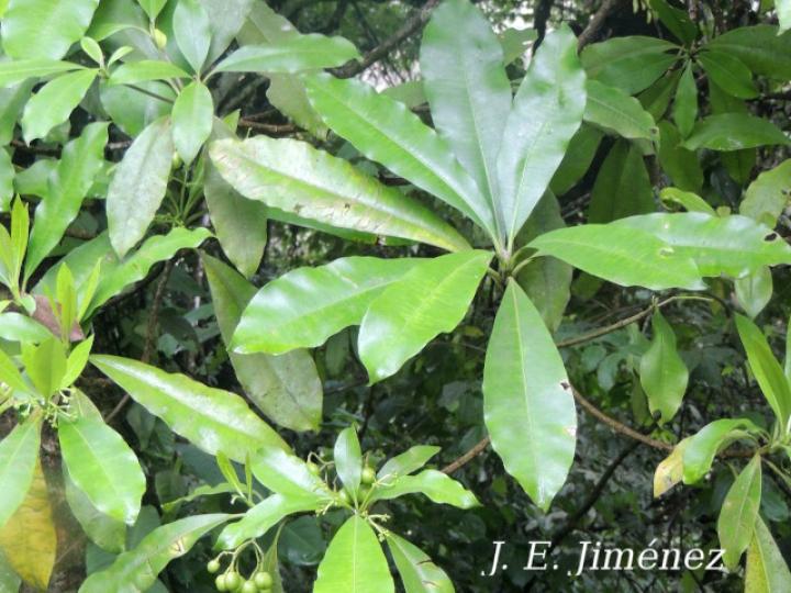 Rauvolfia aphlebia