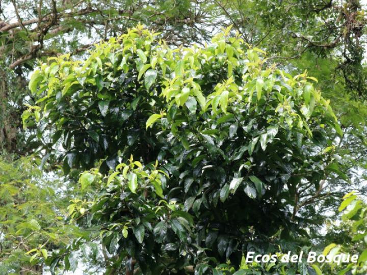 Rhodostemonodaphne kunthiana (Quizarrá negro)