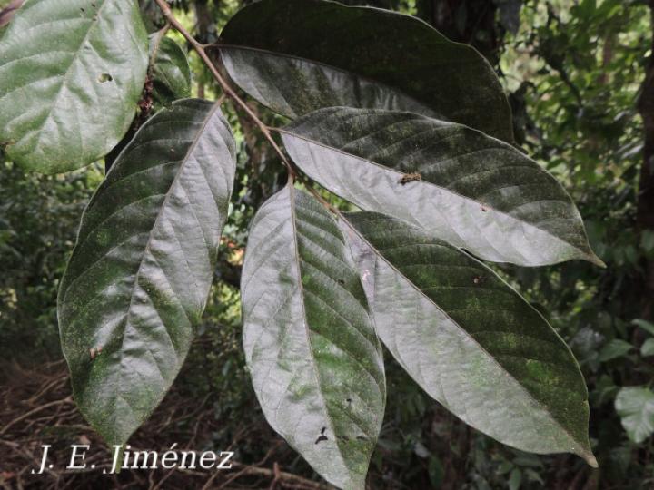 Rhodostemonodaphne kunthiana (Quizarrá negro)