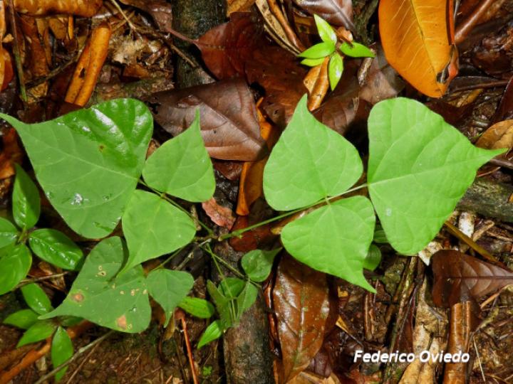 Rhynchosia erythrinoides