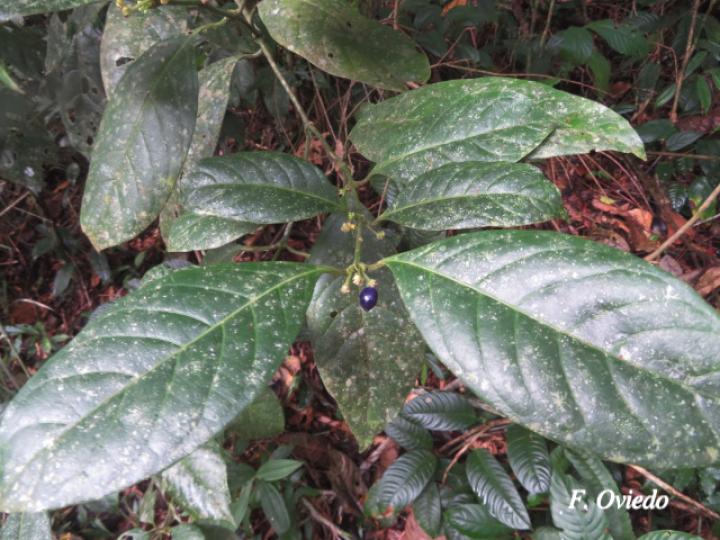 Ronabea latifolia