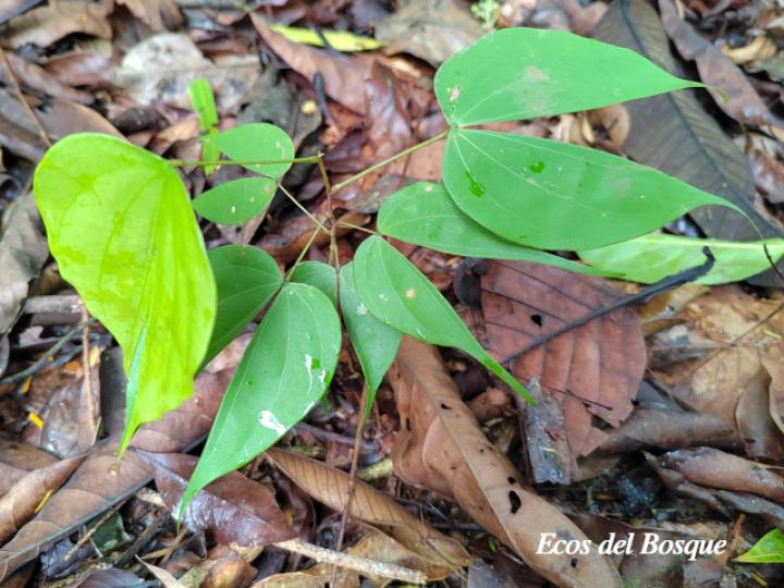 Schnella guianensis (Escalera de mono)
