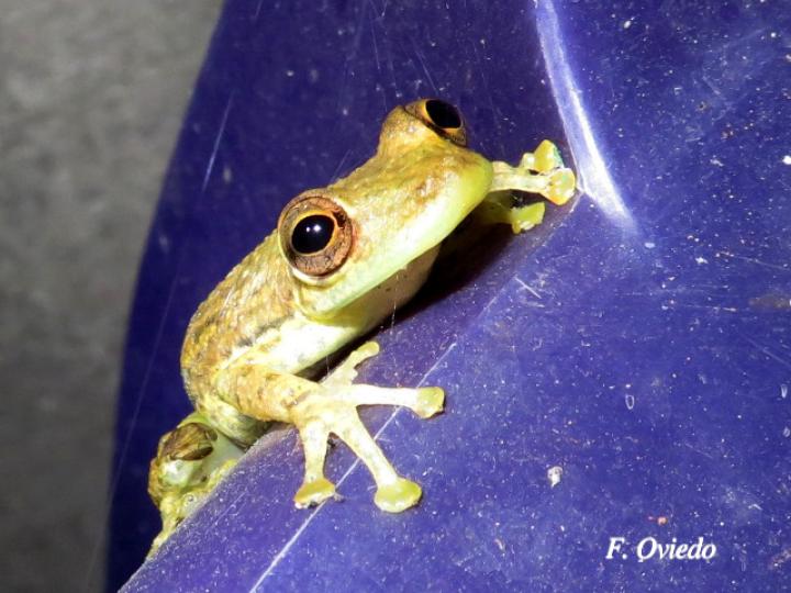 Scinax elaeochroa (Rana verde oliva de hocico largo)
