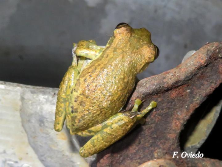 Scinax elaeochroa (Rana verde oliva de hocico largo)