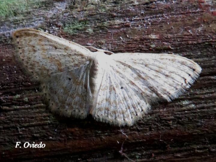 Scopula benitaria