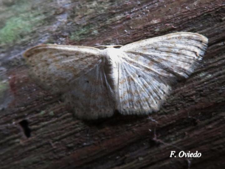 Scopula benitaria