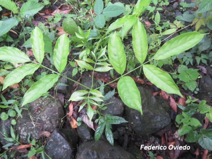 Staphylea occidentalis (Falso cristobal)