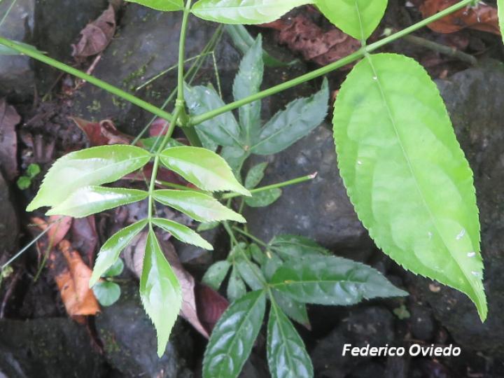 Staphylea occidentalis (Falso cristobal)