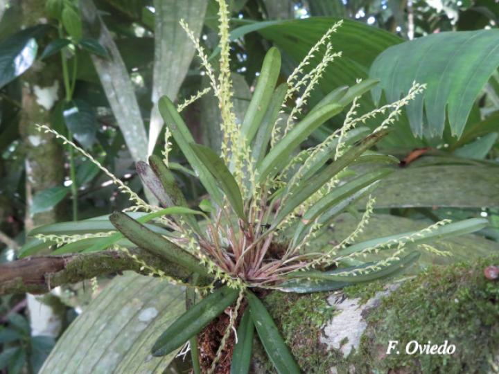 Stelis hymenantha