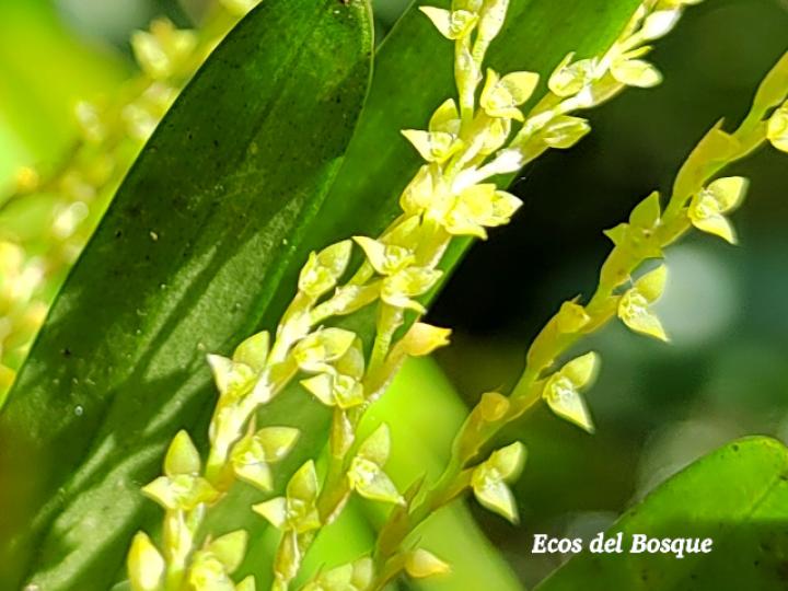 Stelis hymenantha