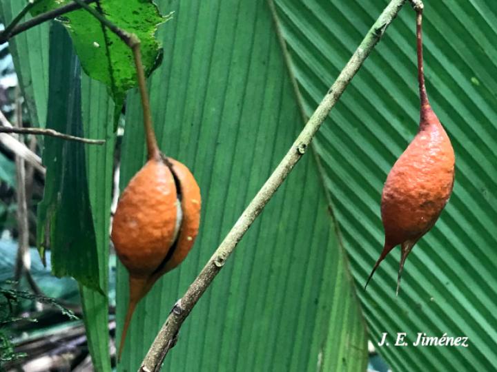 Swartzia costaricensis (Frijolillo)
