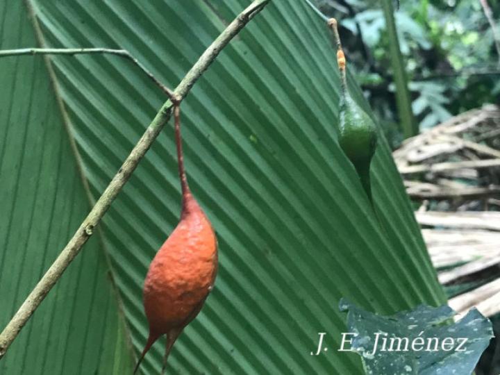 Swartzia costaricensis (Frijolillo)
