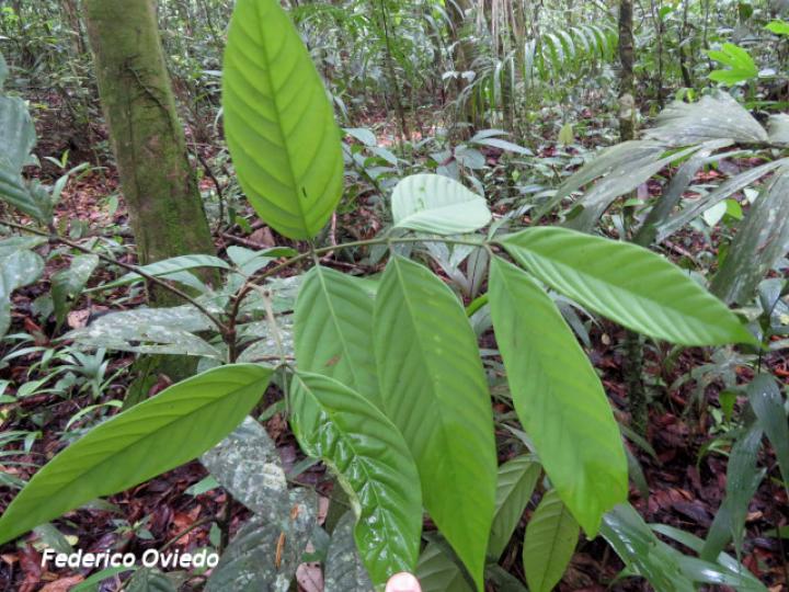 Tachigali costaricensis (Tostado)