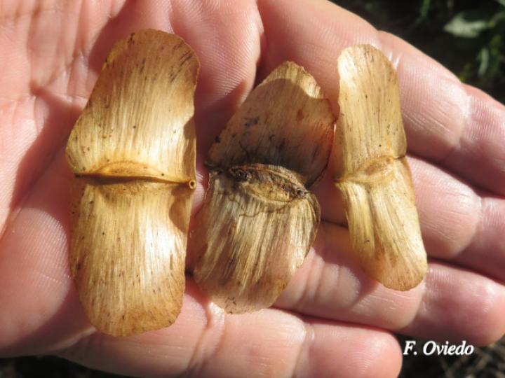 Terminalia bucidoides (Guayabón de charco)