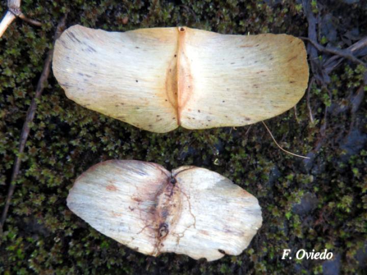 Terminalia bucidoides (Guayabón de charco)