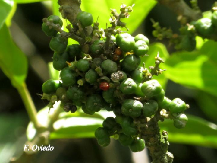 Tetrorchidium robledoanum