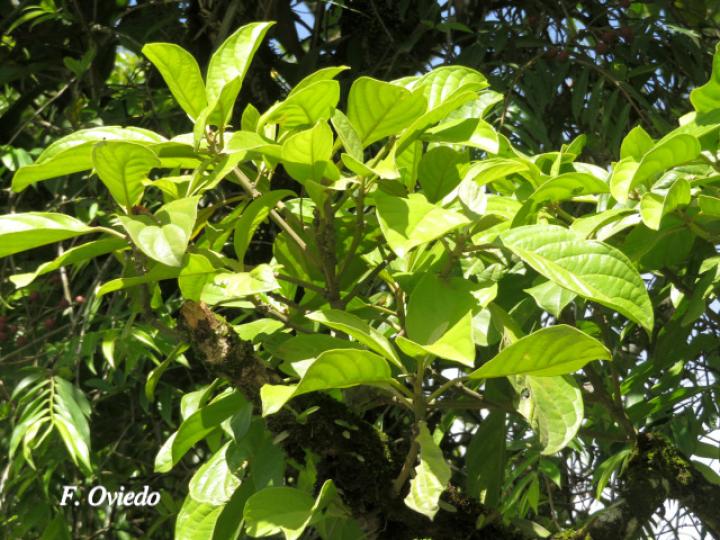 Tetrorchidium robledoanum