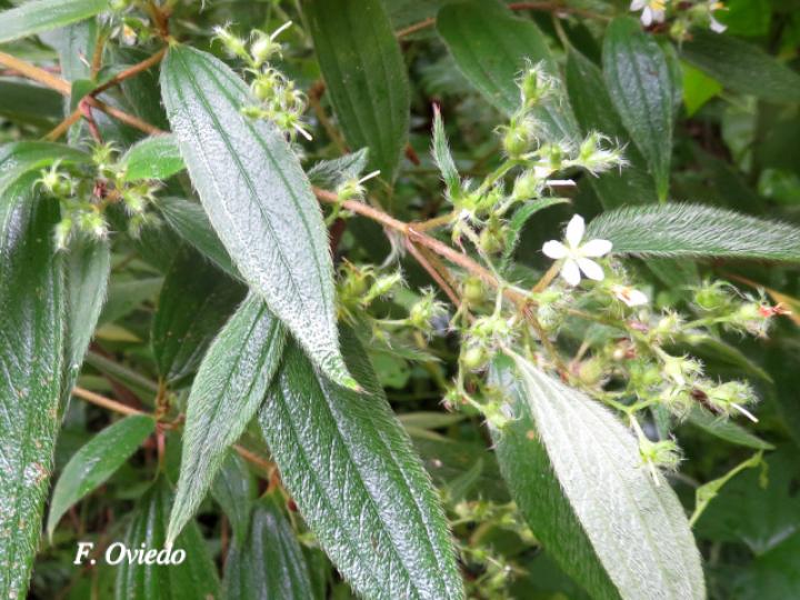 Tibouchina longifolia