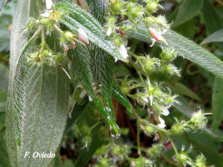 Tibouchina longifolia