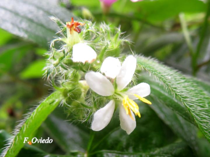Tibouchina longifolia