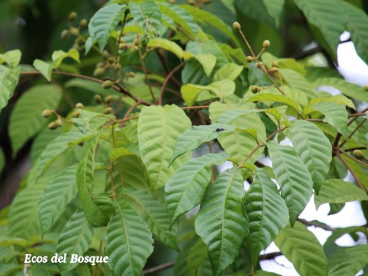 Trichilia martiana (Manteco)