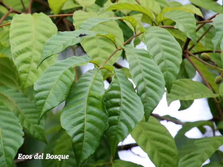 Trichilia martiana (Manteco)