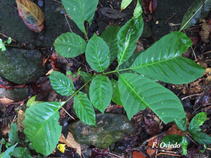 Trichilia martiana (Manteco)