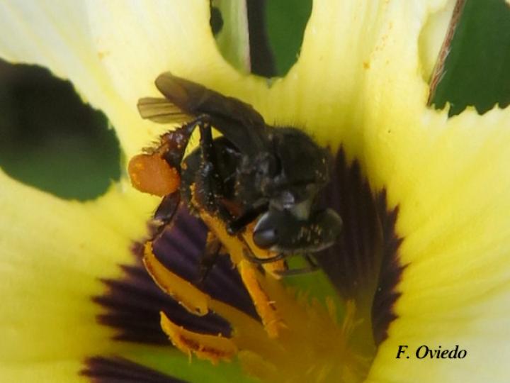 Trigona fuscipennis (Conga)