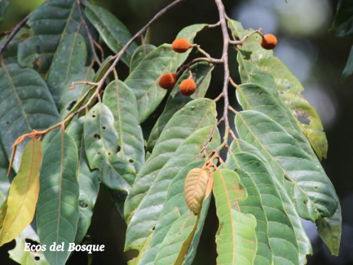 Virola sebifera (Cotón, fruta dorada)