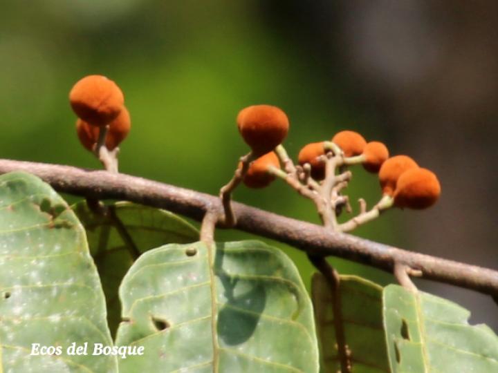 Virola sebifera (Cotón, fruta dorada)
