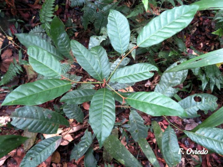 Virola sebifera (Cotón, fruta dorada)