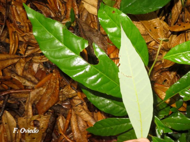 Virola sebifera (Cotón, fruta dorada)