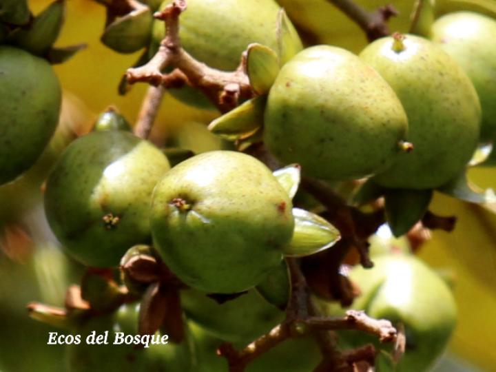 Vismia baccifera (Achiotillo)