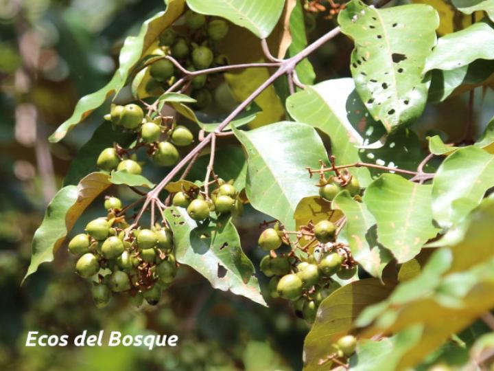 Vismia baccifera (Achiotillo)