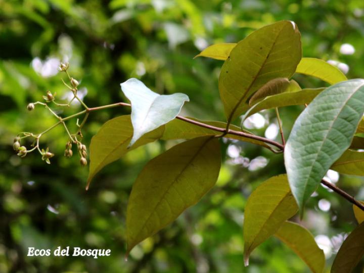 Vismia baccifera (Achiotillo)