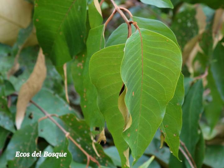 Vismia baccifera (Achiotillo)