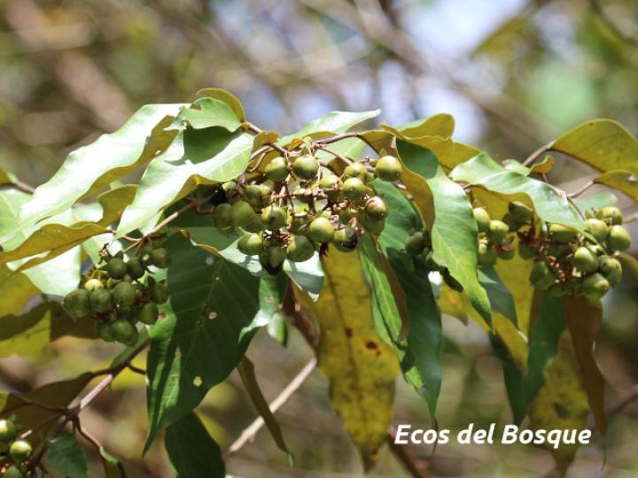 Vismia baccifera (Achiotillo)