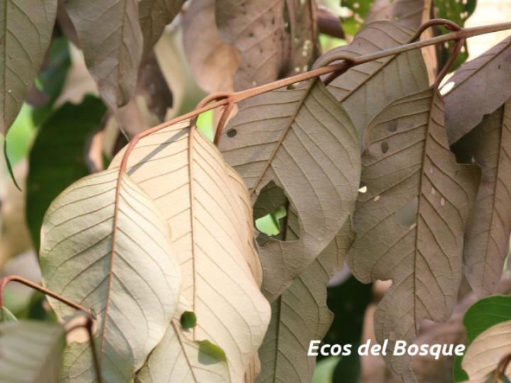 Vismia baccifera (Achiotillo)