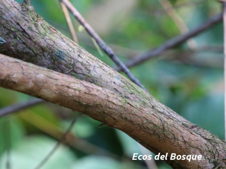 Vismia baccifera (Achiotillo)