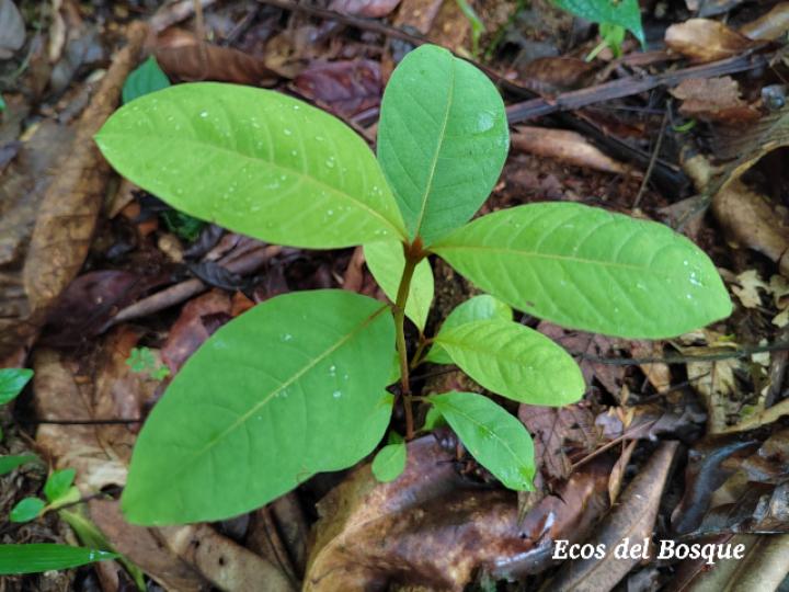 Vismia macrophylla (Achiotillo)