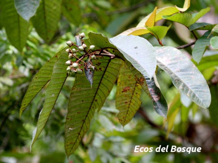 Vismia macrophylla (Achiotillo)