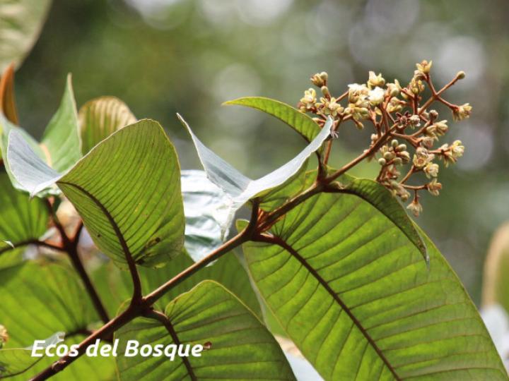 Vismia macrophylla (Achiotillo)