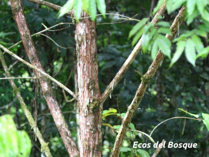 Vismia macrophylla (Achiotillo)