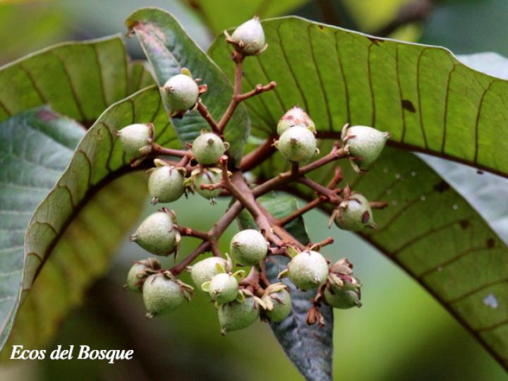 Vismia macrophylla (Achiotillo)