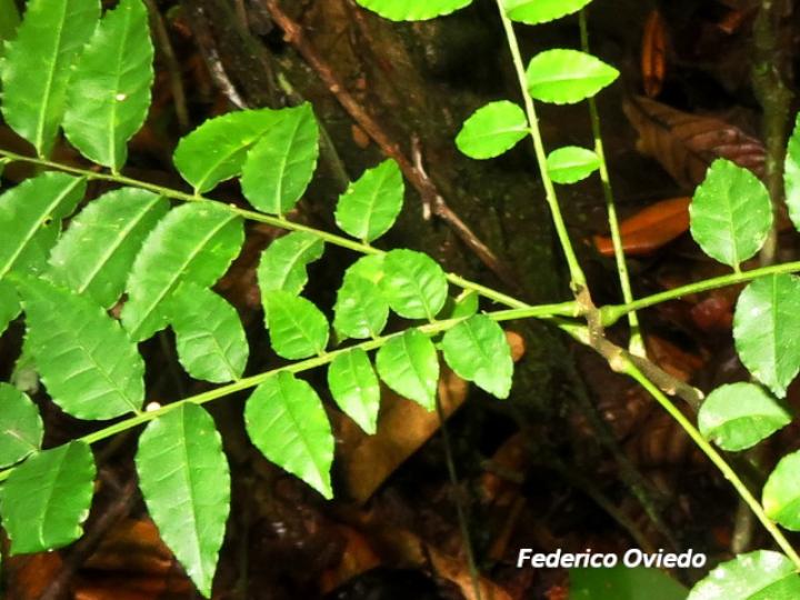 Zanthoxylum riedelianum (Lagartillo)