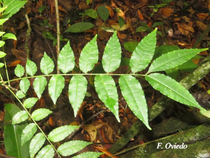 Zanthoxylum riedelianum (Lagartillo)