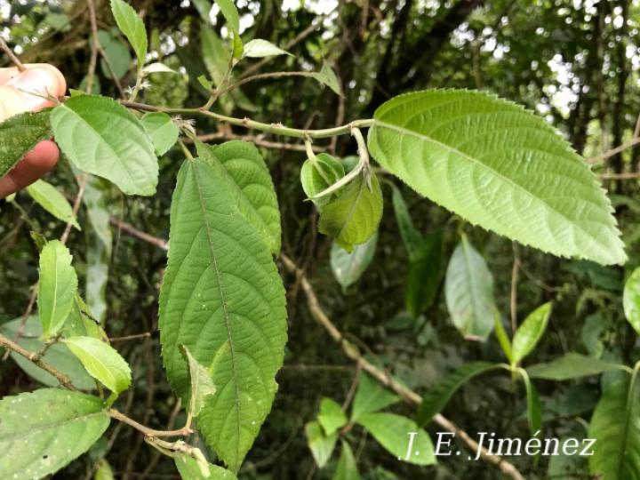 Acalypha diversifolia