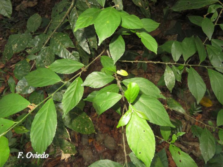 Acalypha diversifolia