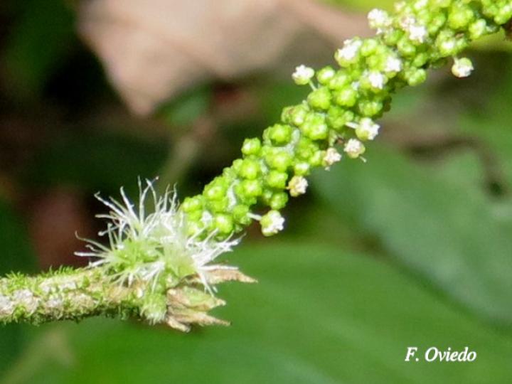 Acalypha diversifolia