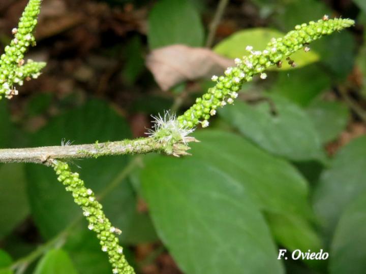 Acalypha diversifolia